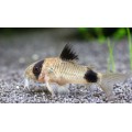 Сом Коридорас Панда 2,5 см.