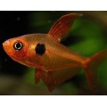 Фантом красный 2,5 см.