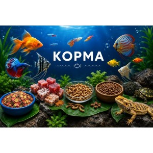 КОРМА