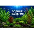 ВОДНЫЕ РАСТЕНИЯ