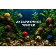 УЛИТКИ АКВАРИУМНЫЕ 