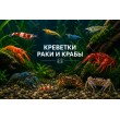 КРЕВЕТКИ, РАКИ, КРАБЫ