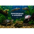 ЗЕМНОВОДНЫЕ, АМФИБИИ