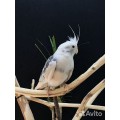 Корелла безщекая