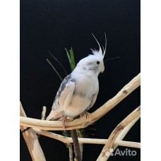 Корелла безщекая