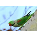 Александрийский попугай