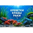 КРЕВЕТКИ, РАКИ, КРАБЫ