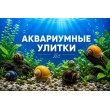 УЛИТКИ АКВАРИУМНЫЕ 