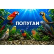 ПОПУГАИ