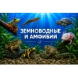 ЗЕМНОВОДНЫЕ, АМФИБИИ