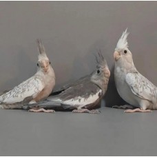 Корелла безщекая