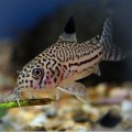 Сом Коридорас Джули 2,5 см.
