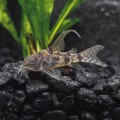 Сом Коридорас крапчатый 2,5 см.