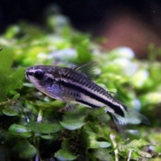 Сом Коридорас пигмей 1,2 см.