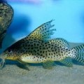 Сом Синодонтис кукушка вуалевый 5 см.
