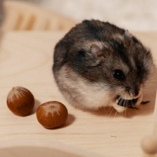 Хомяк Джунгарский