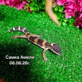 Эублефар Амели (самка)