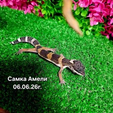 Эублефар Амели (самка)