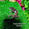 Эублефар Магнолия (самец)