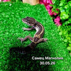 Эублефар Магнолия (самец)