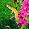 Эублефар (самец)