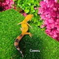 Эублефар (самец)