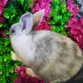 Кролик декоративный 