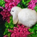 Кролик декоративный Голландский вислоухий