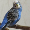 Попугай волнистый, кобальтовый (самцы и самки)