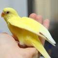 Попугай волнистый, лютино (самцы и самки)