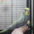 Попугай волнистый, серо-зеленый опалин (самцы и самки)