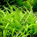 Эхинодорус нежный на вабикусе (питательной кочке)