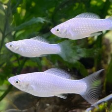 Моллинезия белая 3 см.