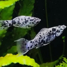 Моллинезия пятнистая 4 см.