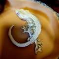 Бананоед реснитчатый, геккон новокаледонский Lilly white (самец)