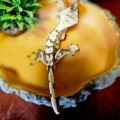 Реснитчатый геккон бананоед Lilly White Crested Gecko (самец) 