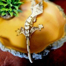Реснитчатый геккон бананоед Lilly White Crested Gecko (самец) 