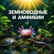 ЗЕМНОВОДНЫЕ, АМФИБИИ