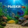 РЫБКИ