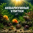 УЛИТКИ АКВАРИУМНЫЕ 