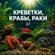 КРЕВЕТКИ, РАКИ, КРАБЫ