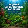 ВОДНЫЕ РАСТЕНИЯ