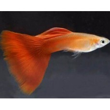 Гуппи красный блондин 3,5 см.