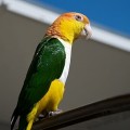 Каик