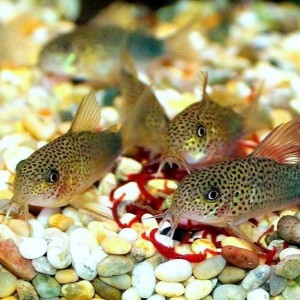 СОМИКИ