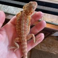 Агама бородатая, морфа Translucent het Hypo