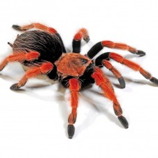 Огненноногий паук-птицеед (Brachypelma boehmei)