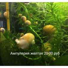 Ампулярия желтая (2+ см) 
